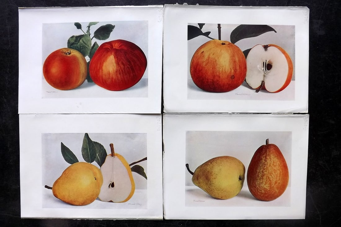Bunyard, George 1913 Lot of 4 Antique Fruit Prints (1 of 2)