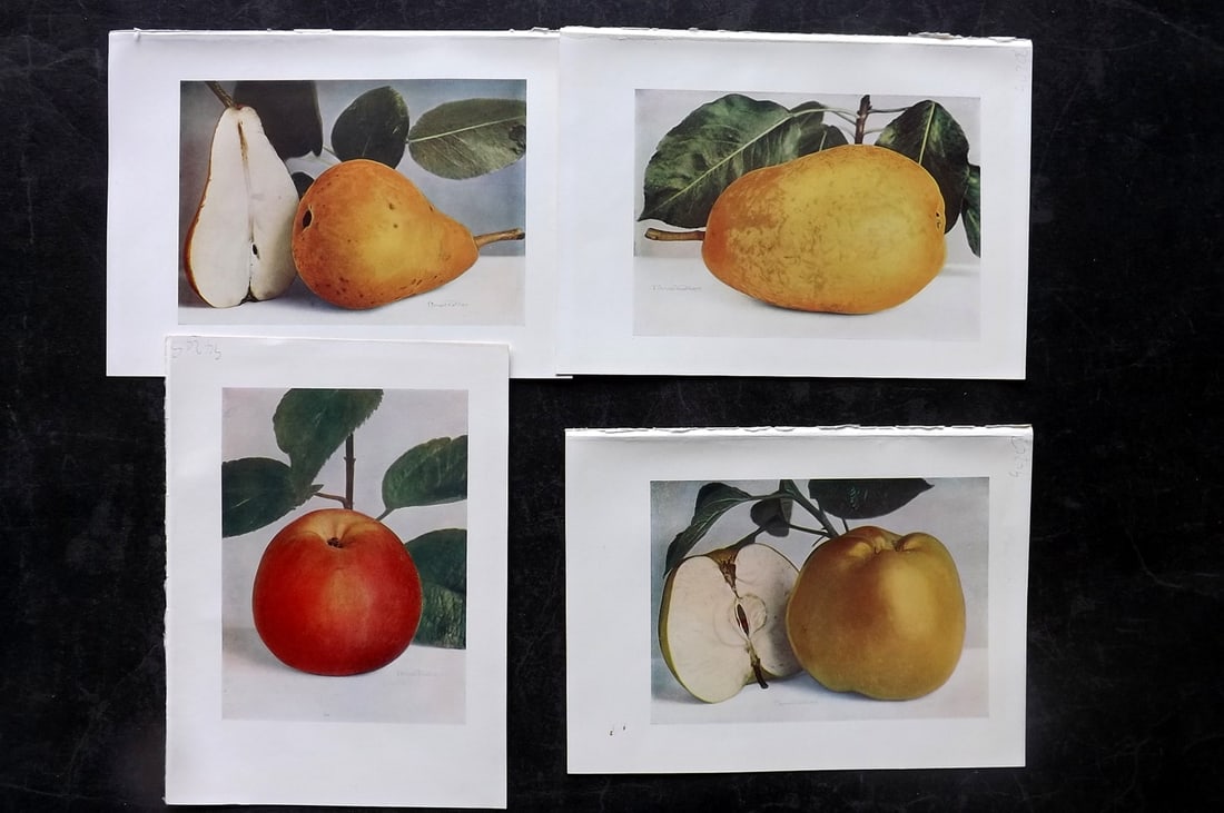 Bunyard, George 1913 Lot of 4 Antique Fruit Prints (1 of 2)