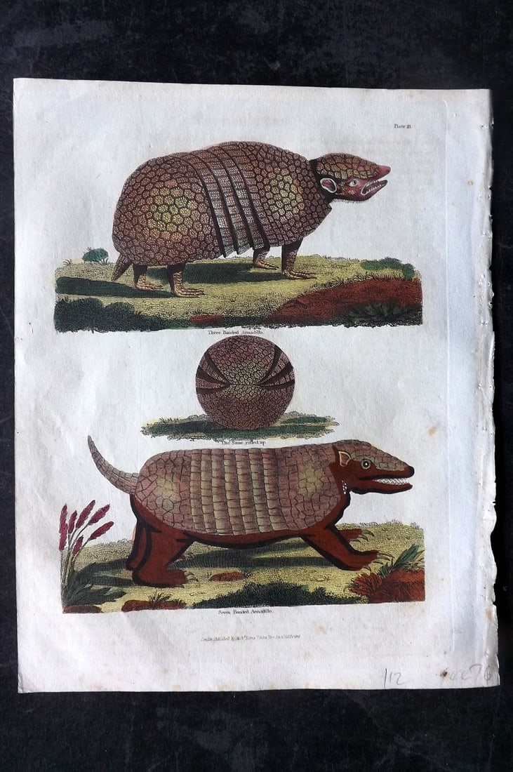 Buffon & Smellie C1820 Hand Col Print. Armadillo (1 of 1)