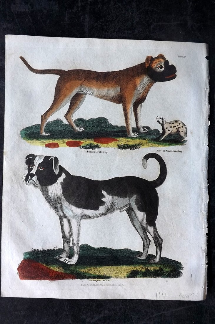 Buffon & Smellie C1820 Hand Col Print. British Bull Dog & English Mastiff: Hand Colored Copper Plate Published C1820 by Thomas Kelly, London for "A Natural History, General and Particular..." by The Comte de Buffon and William Smellie. Fine hand colour as issued. Paper Size: