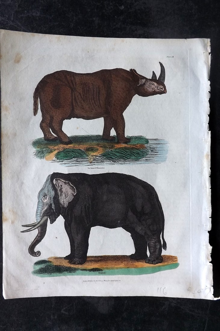 Buffon & Smellie C1820 Hand Col Print. Rhino, Elephant: Hand Colored Copper Plate Published C1820 by Thomas Kelly, London for "A Natural History, General and Particular..." by The Comte de Buffon and William Smellie. Fine hand colour as issued. Paper Size: