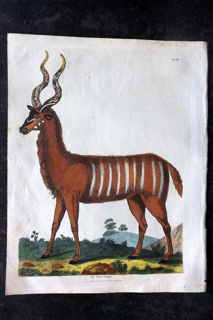 Buffon & Smellie C1820 Hand Col Print. Striped Antelope: Hand Colored Copper Plate Published C1820 by Thomas Kelly, London for "A Natural History, General and Particular..." by The Comte de Buffon and William Smellie. Fine hand colour as issued. Paper Size: