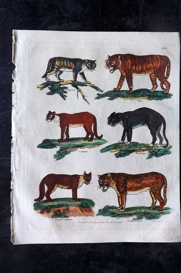 Buffon & Smellie C1820 Hand Col Print. Tiger, Panther, Cougar, Cats (1 of 1)