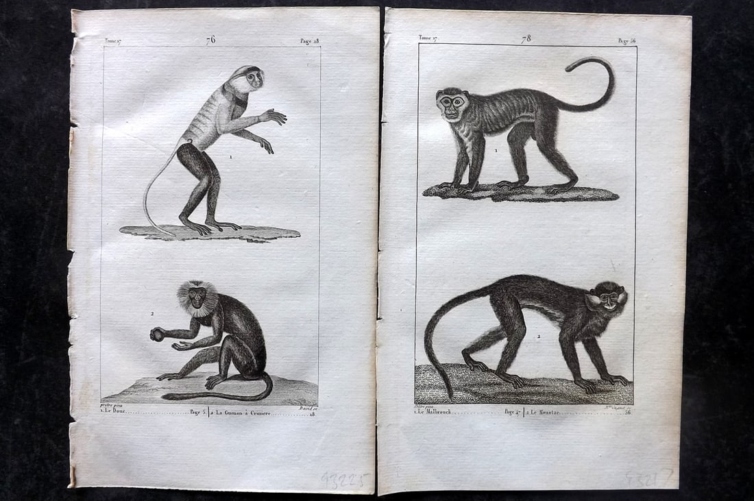 Buffon, Comte de 1825 Pair of Prints. Monkeys Primates (1 of 1)