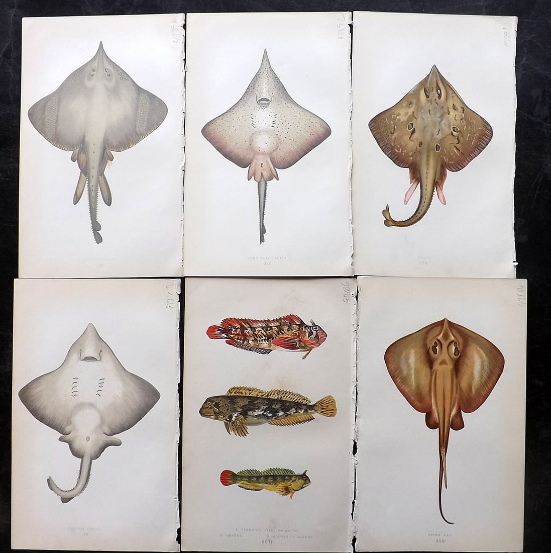Couch, Jonathan 1860's Lot of 6 Antique Fish Prints: Colour Printed Woodblock Published 1862-65, London for "A History of the Fishes of the British Islands" First Edition by Jonathan Couch. Paper Size: 9.5 x 6 inch (24 x 15cm) Good Condition