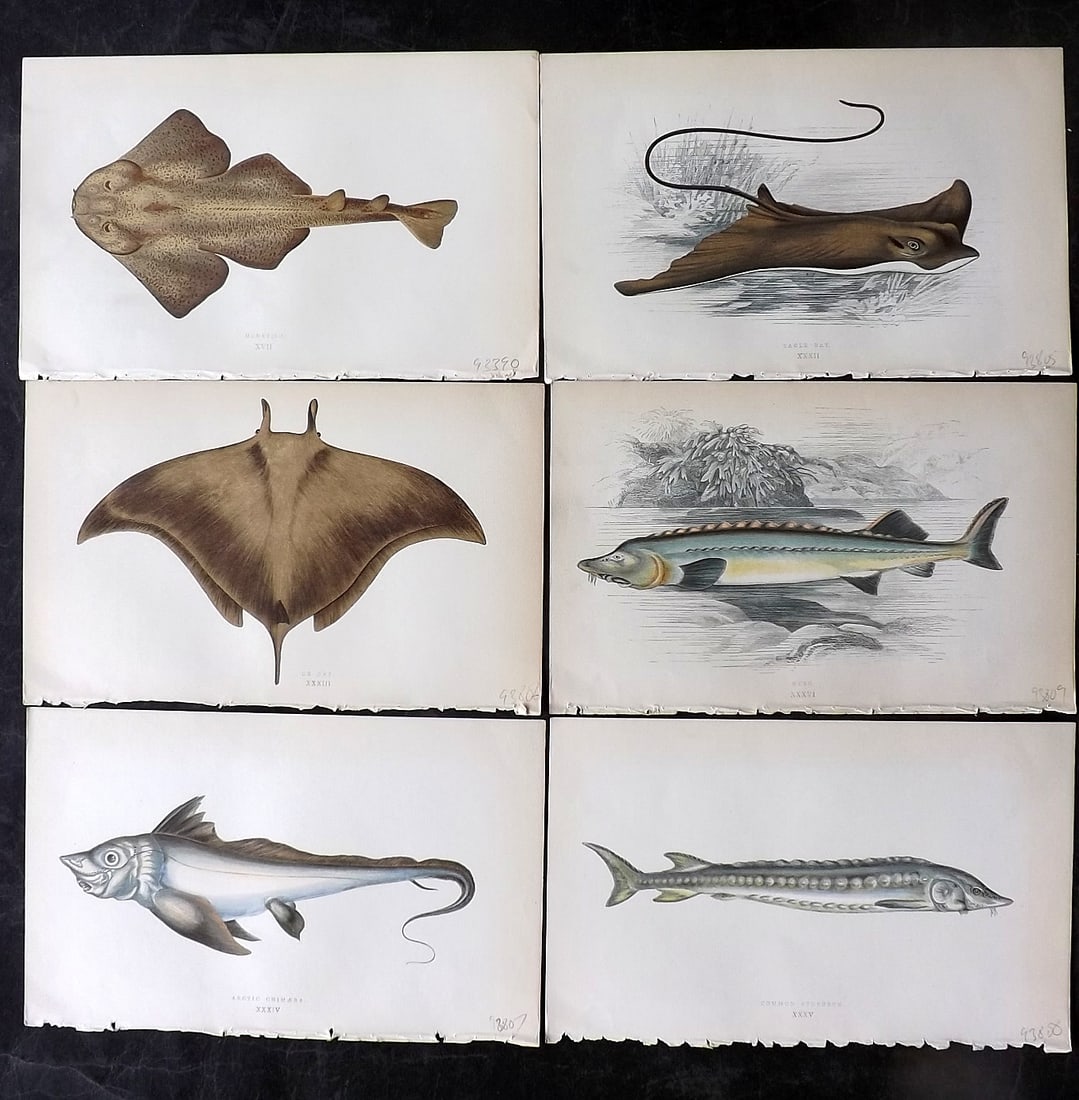 Couch, Jonathan 1860's Lot of 6 Antique Fish Prints: Colour Printed Woodblock Published 1862-65, London for "A History of the Fishes of the British Islands" First Edition by Jonathan Couch. Paper Size: 9.5 x 6 inch (24 x 15cm) Good Condition