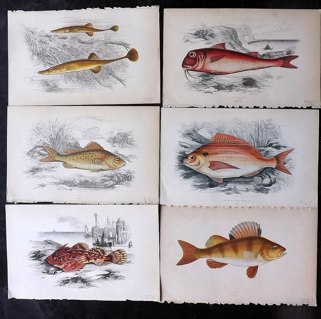 Couch, Jonathan 1860's Lot of 6 Antique Fish Prints: Colour Printed Woodblock Published 1862-65, London for "A History of the Fishes of the British Islands" First Edition by Jonathan Couch. Paper Size: 9.5 x 6 inch (24 x 15cm) Good Condition