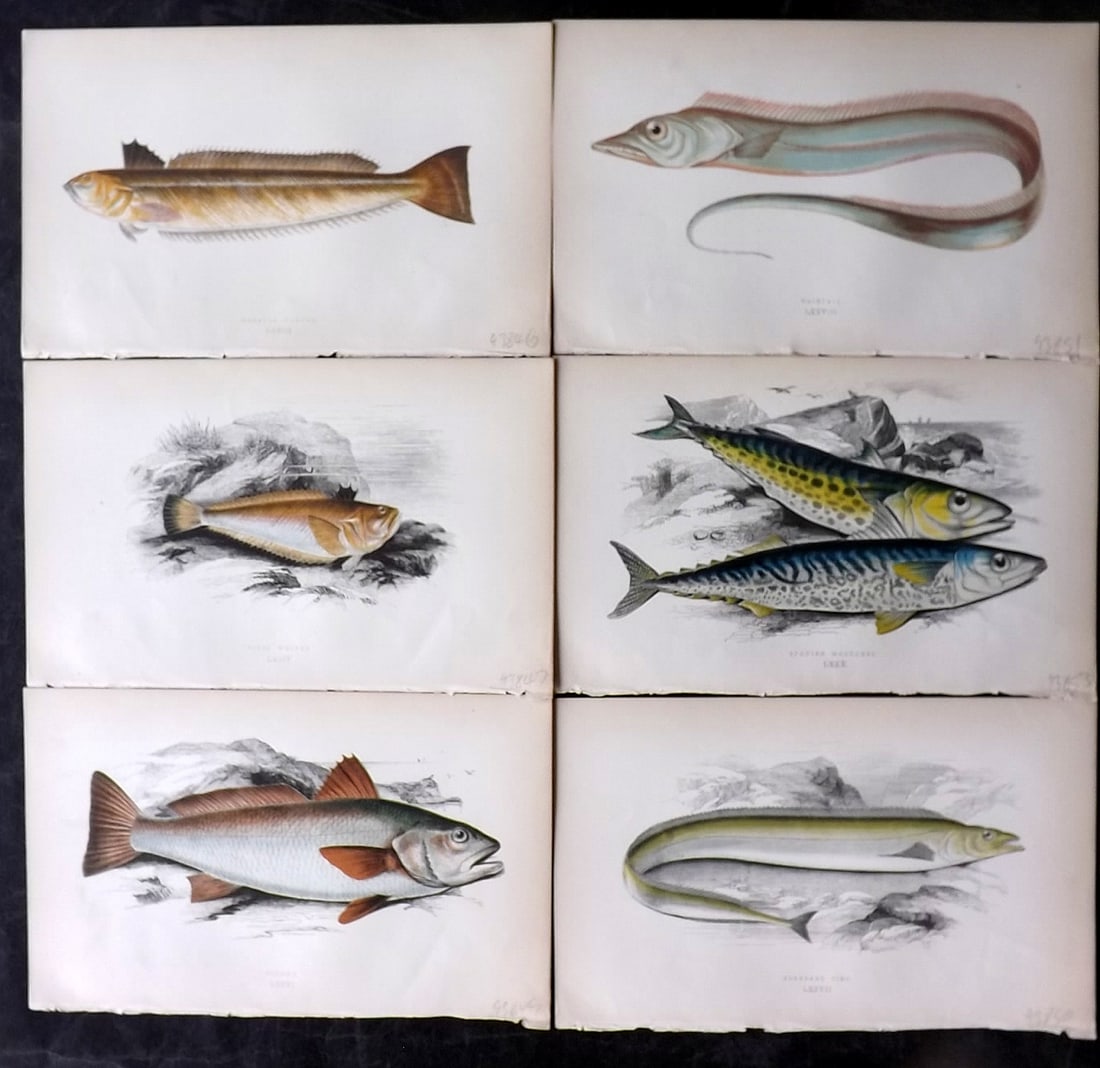 Couch, Jonathan 1860's Lot of 6 Antique Fish Prints: Colour Printed Woodblock Published 1862-65, London for "A History of the Fishes of the British Islands" First Edition by Jonathan Couch. Paper Size: 9.5 x 6 inch (24 x 15cm) Good Condition