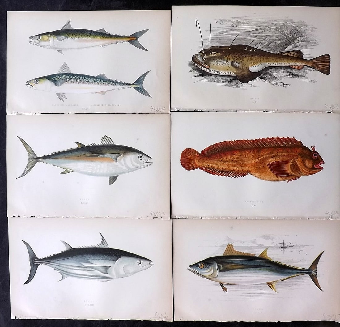 Couch, Jonathan 1860's Lot of 6 Antique Fish Prints: Colour Printed Woodblock Published 1862-65, London for "A History of the Fishes of the British Islands" First Edition by Jonathan Couch. Paper Size: 9.5 x 6 inch (24 x 15cm) Good Condition