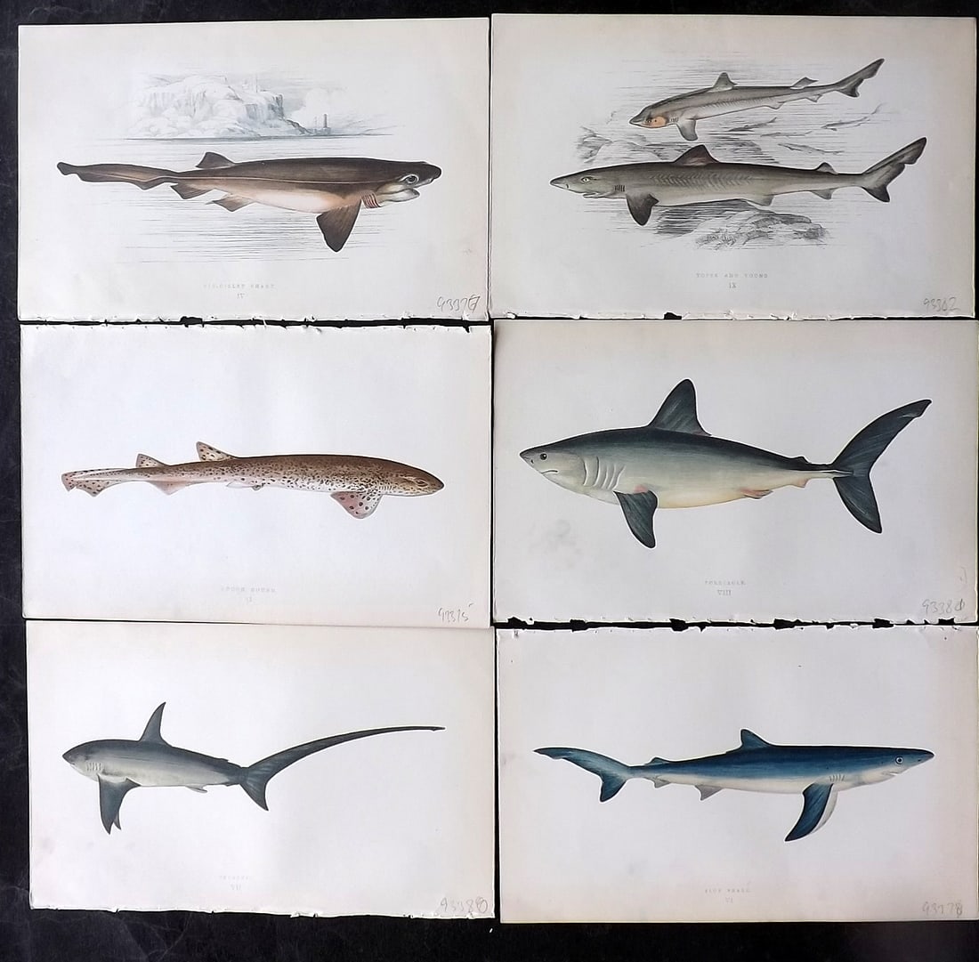 Couch, Jonathan 1860's Lot of 6 Antique Shark Prints (1 of 2)