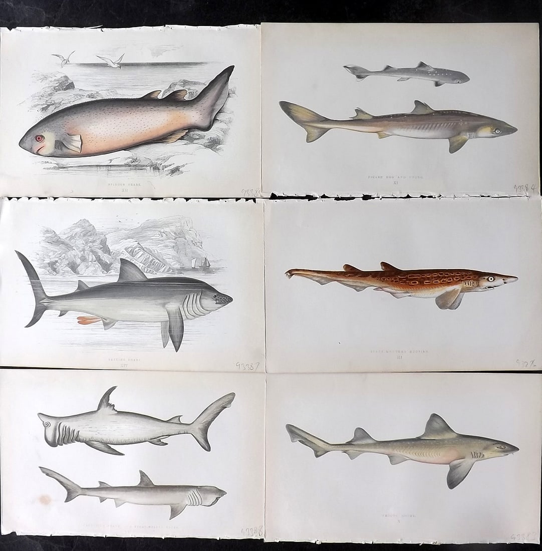 Couch, Jonathan 1860's Lot of 6 Antique Shark Prints: Colour Printed Woodblock Published 1862-65, London for "A History of the Fishes of the British Islands" First Edition by Jonathan Couch. Paper Size: 9.5 x 6 inch (24 x 15cm) Good Condition