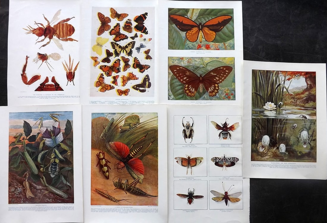 Hutchinson (Pub) C1910 Lot of 7 Insect & Butterfly Prints (1 of 2)