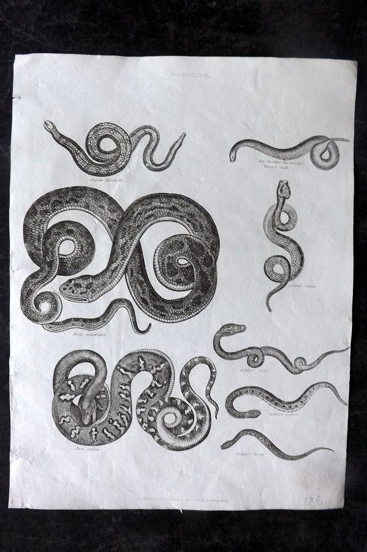 Johnson & Exley 1812 Antique Print. Boa Constrictor, Snakes (1 of 1)