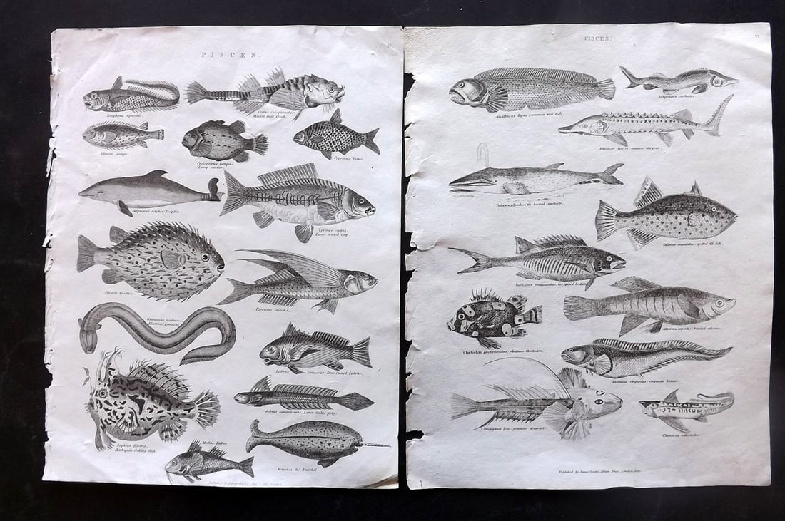 Johnson & Exley 1812 Pair of Antique Fish Prints: Copper Plate Pulished 1812, London for "The Imperial Encyclopaedia; Or, Dictionary of the Sciences and Arts" by William Moore Johnson & Thomas Exley. Paper Size: 10.5 x 8.5 inch (27 x 22cm) Good Condi