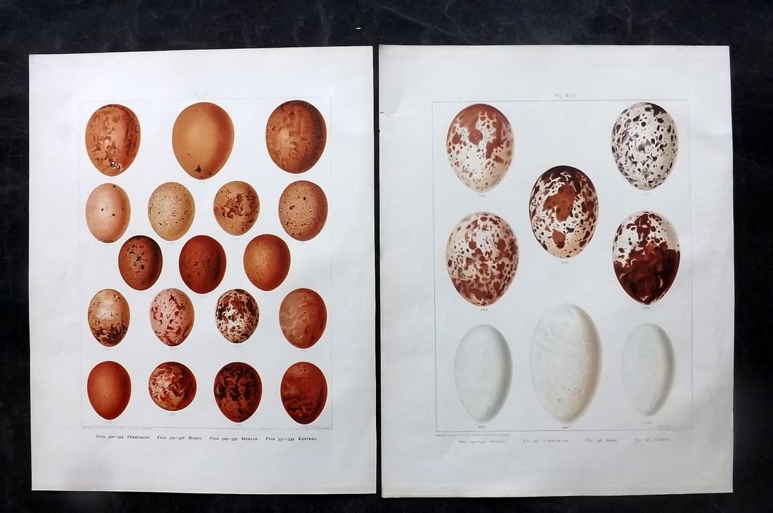Frohawk, Frederick 1898 Pair of Folio Bird Egg Prints: Chromolithographs Published 1896-98, London for "British Birds with their Nests and Eggs" by Arthur G. Butler. Illustrated by Frederick William Frohawk. Paper Size: 12 x 9.5 inch (30 x 24cm) Good Cond