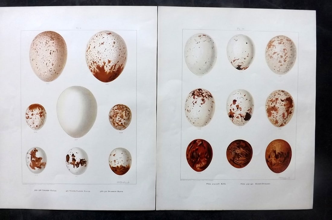 Frohawk, Frederick 1898 Pair of Folio Bird Egg Prints: Chromolithographs Published 1896-98, London for "British Birds with their Nests and Eggs" by Arthur G. Butler. Illustrated by Frederick William Frohawk. Paper Size: 12 x 9.5 inch (30 x 24cm) Good Cond