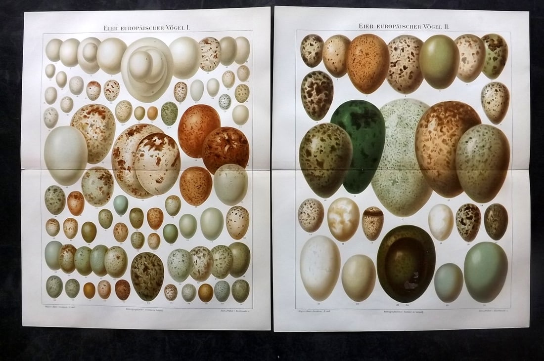Meyer, Joseph 1898 Pair of Bird Egg Prints (1 of 2)