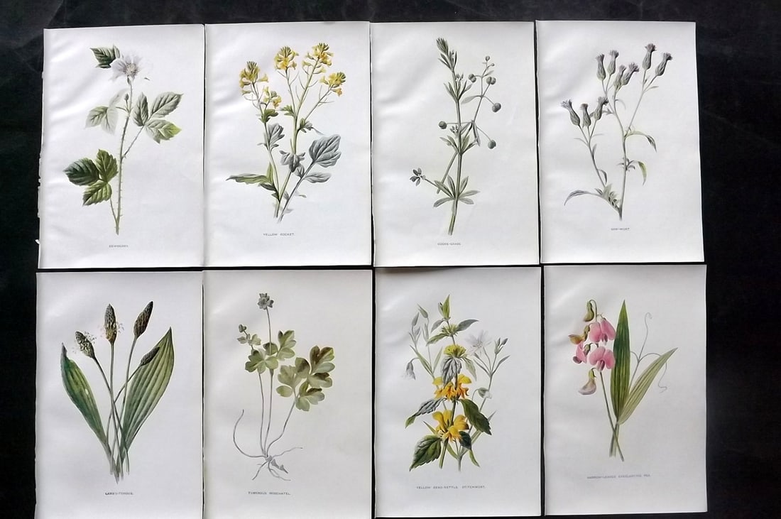 Hulme, Edward C1900 Lot of 8 Botanical Prints. Wild Flowers: Offset Lithographs Published C1900, London for "Familiar Wild Flowers" by F. Edward Hulme & Shirley Hibberd. Paper Size: 7.5 x 5 inch (19 x 13cm) Good Condition