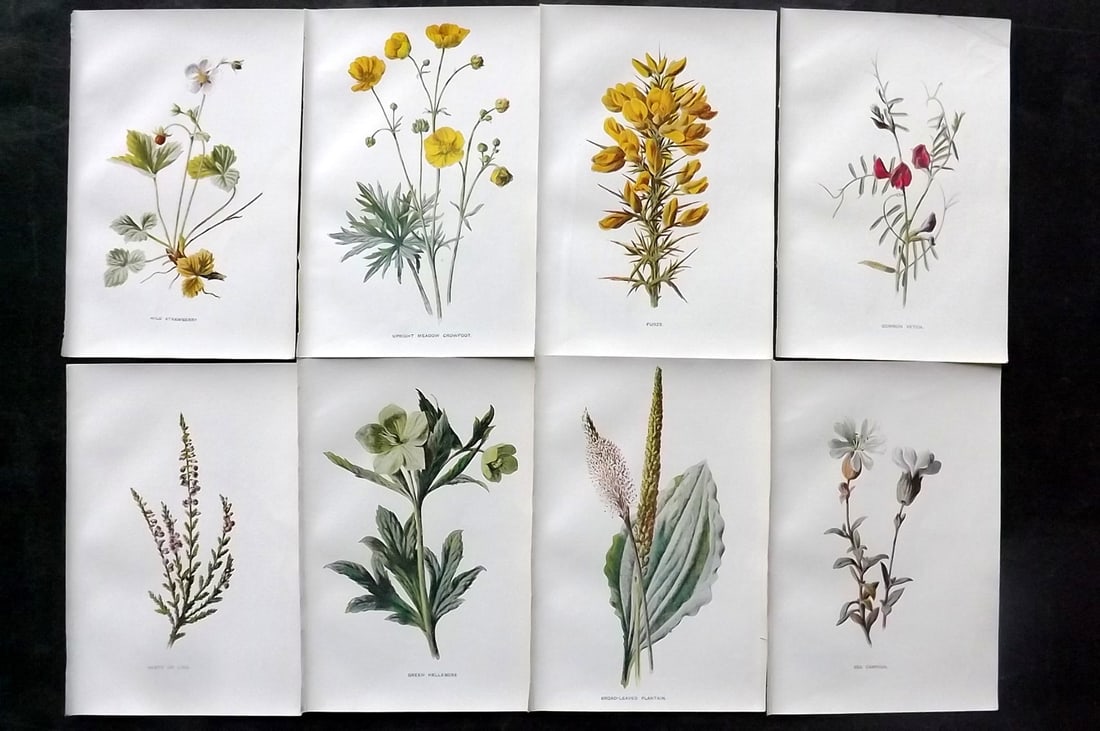 Hulme, Edward C1900 Lot of 8 Botanical Prints. Wild Flowers: Offset Lithographs Published C1900, London for "Familiar Wild Flowers" by F. Edward Hulme & Shirley Hibberd. Paper Size: 7.5 x 5 inch (19 x 13cm) Good Condition