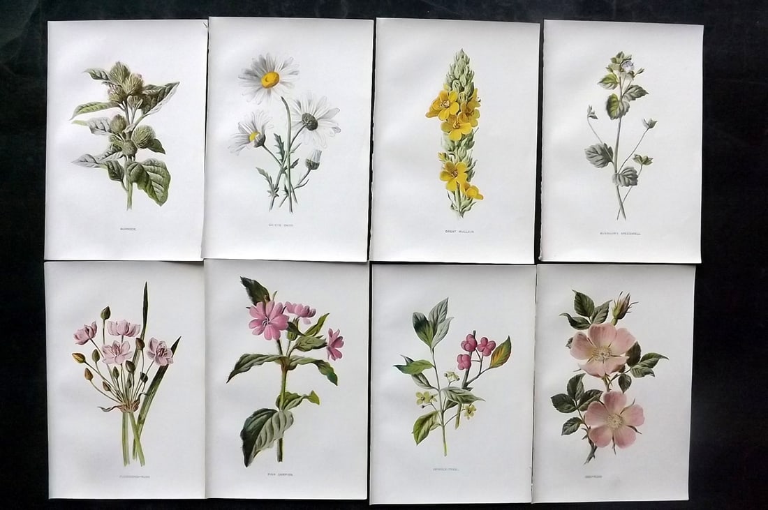 Hulme, Edward C1900 Lot of 8 Botanical Prints. Wild Flowers: Offset Lithographs Published C1900, London for "Familiar Wild Flowers" by F. Edward Hulme & Shirley Hibberd. Paper Size: 7.5 x 5 inch (19 x 13cm) Good Condition