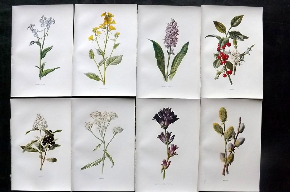 Hulme, Edward C1900 Lot of 8 Botanical Prints. Wild Flowers: Offset Lithographs Published C1900, London for "Familiar Wild Flowers" by F. Edward Hulme & Shirley Hibberd. Paper Size: 7.5 x 5 inch (19 x 13cm) Good Condition