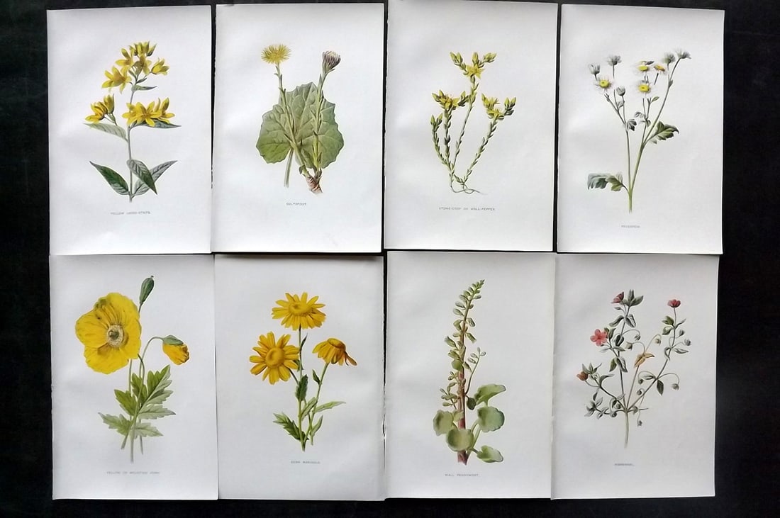 Hulme, Edward C1900 Lot of 8 Botanical Prints. Wild Flowers: Offset Lithographs Published C1900, London for "Familiar Wild Flowers" by F. Edward Hulme & Shirley Hibberd. Paper Size: 7.5 x 5 inch (19 x 13cm) Good Condition