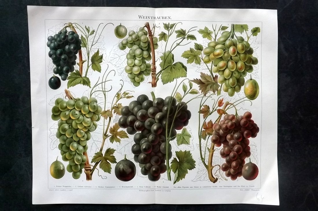 Meyer, Joseph 1898 Fruit Print. Grapes: Chromolithograph Published 1893-98, Leipzig and Vienna for "Meyers Konversations-Lexikon" by Joseph Meyer et al. Centre fold as issued. Paper Size: 12 x 9.5 inch (30 x 24cm) Good Condition