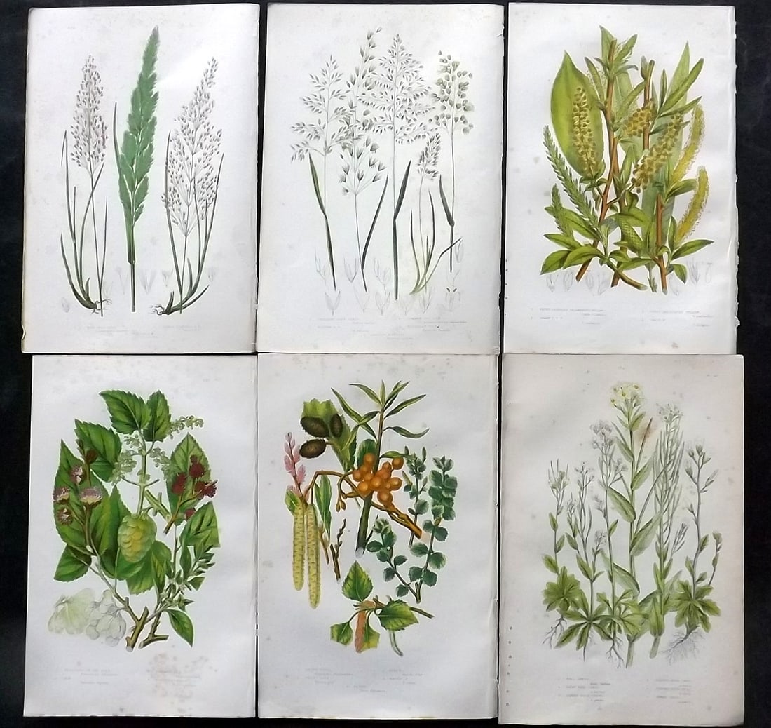 Pratt, Anne 1891 Lot of 6 Antique Botanical Prints: Chromolithographs Published 1889-91, London for "The Flowering Plants and Ferns of Great Britain" by Anne Pratt. Paper Size: 9.5 x 6 inch (24 x 16cm) Some background toning, otherwise Good Condition