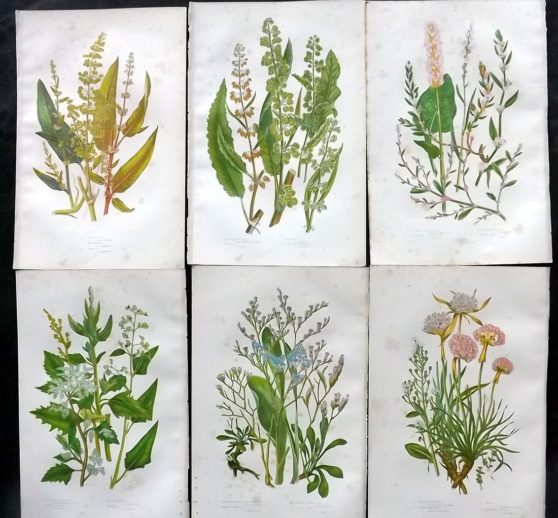 Pratt, Anne 1891 Lot of 6 Antique Botanical Prints: Chromolithographs Published 1889-91, London for "The Flowering Plants and Ferns of Great Britain" by Anne Pratt. Paper Size: 9.5 x 6 inch (24 x 16cm) Some background toning, otherwise Good Condition