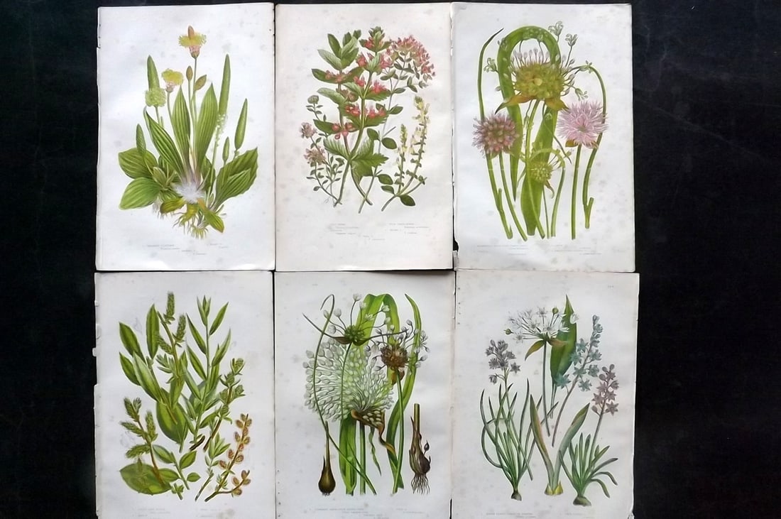 Pratt, Anne 1891 Lot of 6 Antique Botanical Prints: Chromolithographs Published 1889-91, London for "The Flowering Plants and Ferns of Great Britain" by Anne Pratt. Paper Size: 9.5 x 6 inch (24 x 16cm) Some background toning, otherwise Good Condition