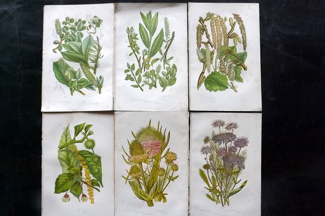 Pratt, Anne 1891 Lot of 6 Antique Botanical Prints: Chromolithographs Published 1889-91, London for "The Flowering Plants and Ferns of Great Britain" by Anne Pratt. Paper Size: 9.5 x 6 inch (24 x 16cm) Some background toning, otherwise Good Condition