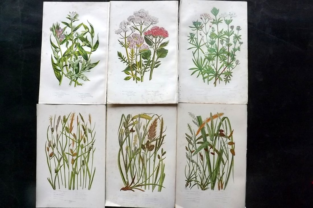 Pratt, Anne 1891 Lot of 6 Antique Botanical Prints: Chromolithographs Published 1889-91, London for "The Flowering Plants and Ferns of Great Britain" by Anne Pratt. Paper Size: 9.5 x 6 inch (24 x 16cm) Some background toning, otherwise Good Condition