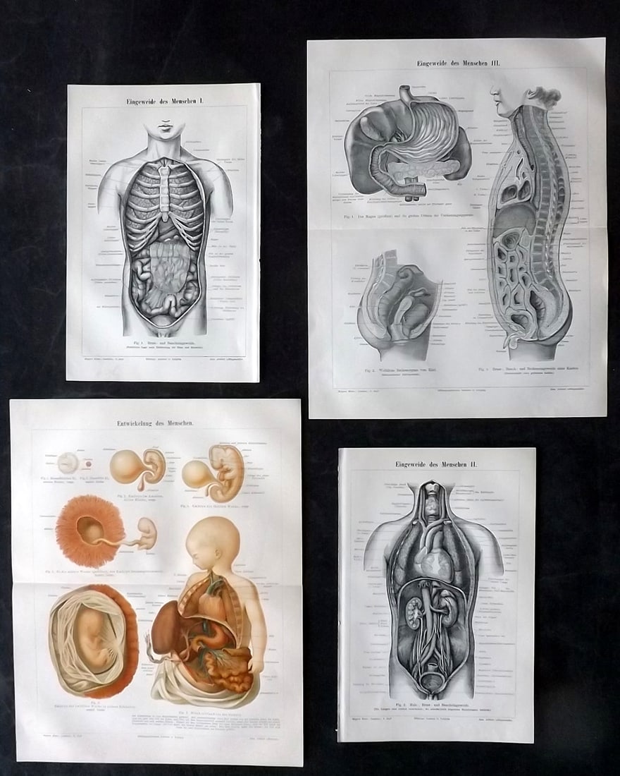 Meyer, Joseph 1898 Lot of 4 Prints. Anatomy Medical: Chromolithograph Published 1893-98, Leipzig and Vienna for "Meyers Konversations-Lexikon" by Joseph Meyer et al. Centre fold as issued. Paper Size: 12 x 9.5 inch (30 x 24cm) Good Condition