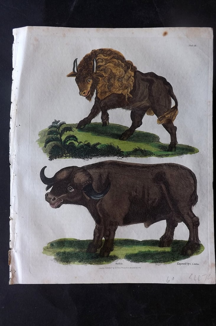 Buffon & Smellie C1820 Hand Col Print. Bison & Buffalo (1 of 1)