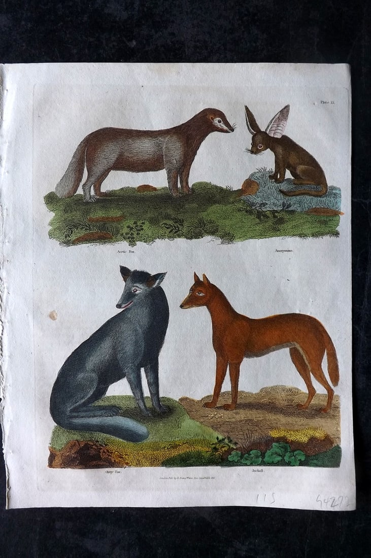 Buffon & Smellie C1820 Hand Col Print. Jackal, Arctic & Fox, Anonymous Animal (1 of 1)