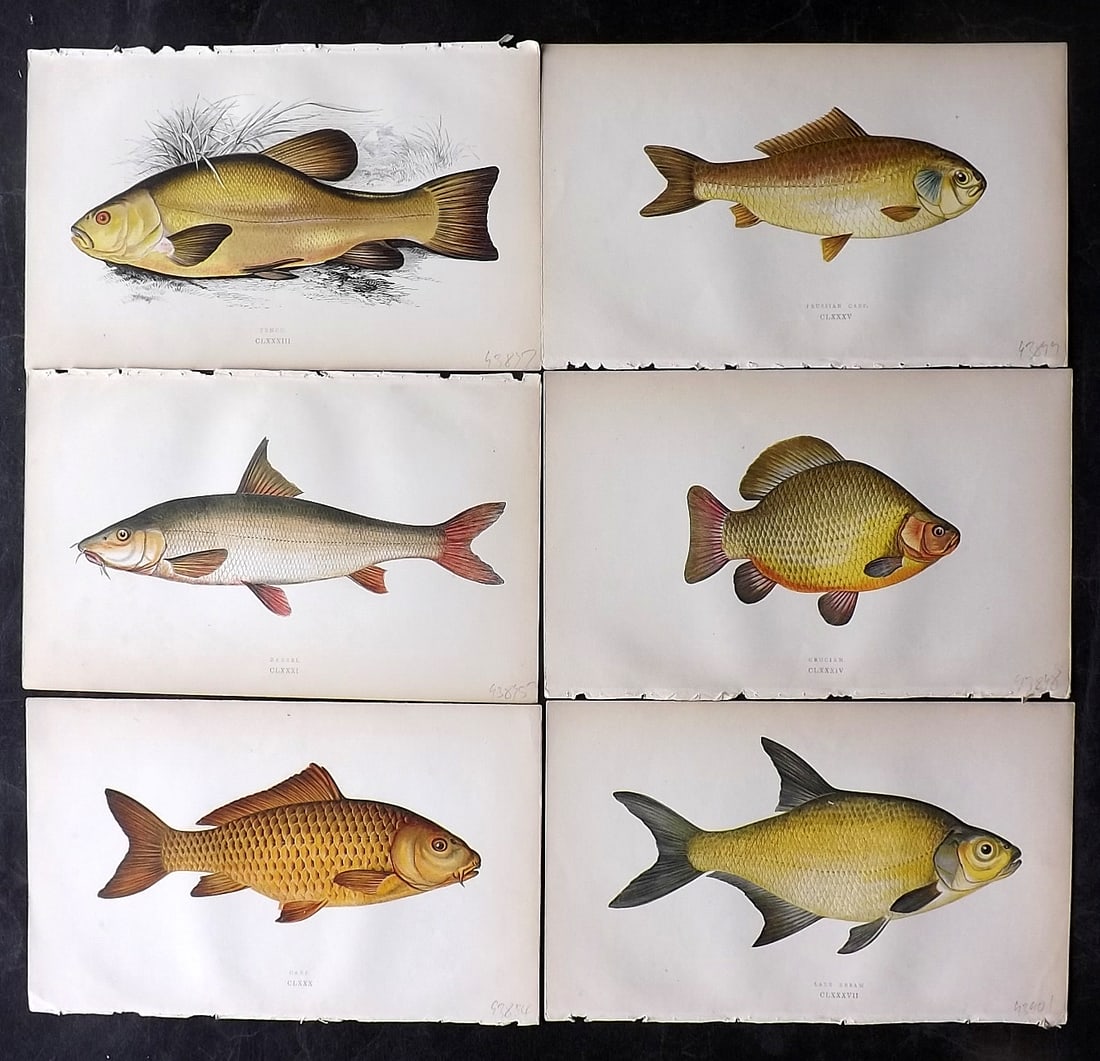 Couch, Jonathan 1860's Lot of 6 Antique Fish Prints (1 of 2)