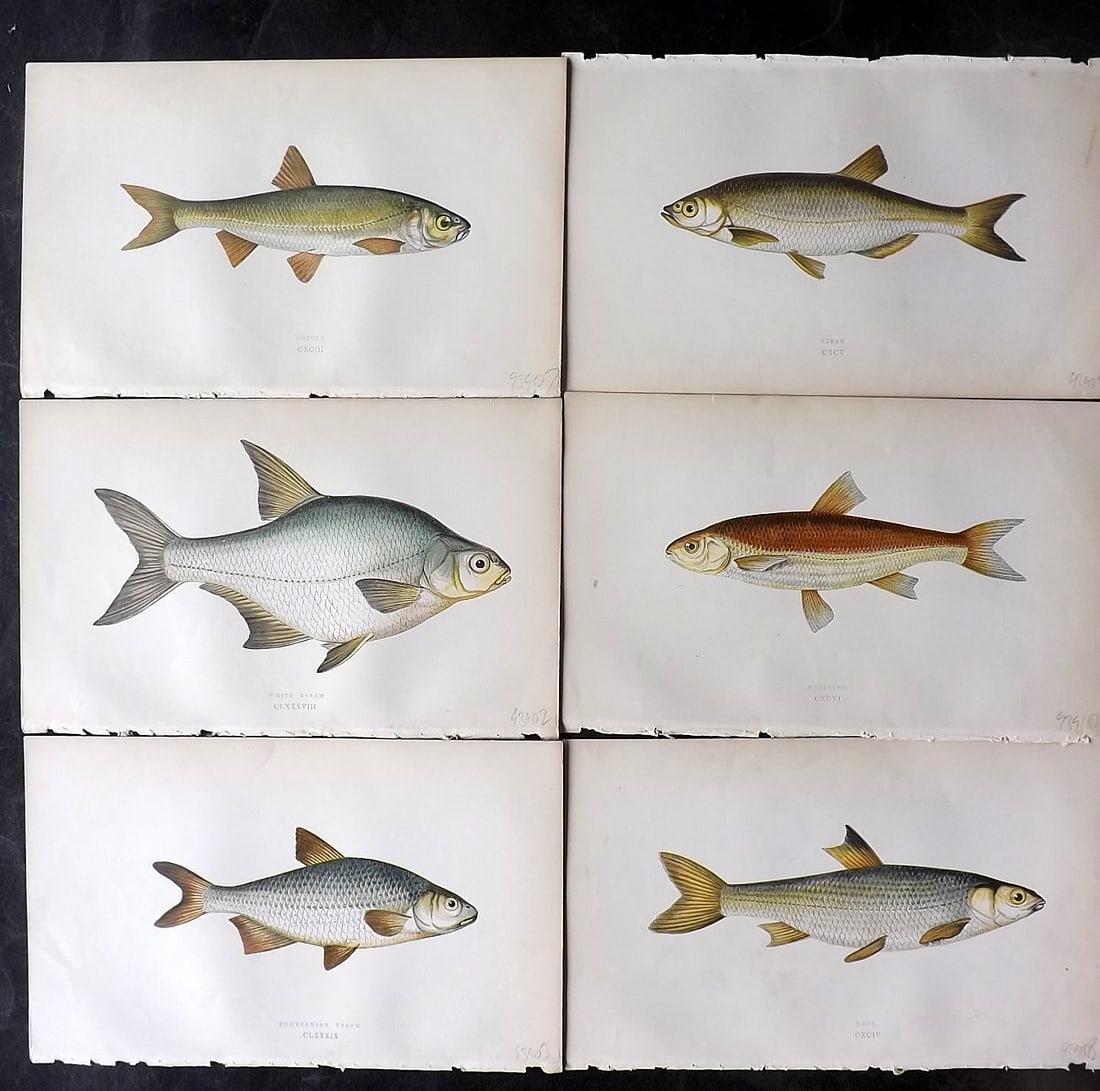 Couch, Jonathan 1860's Lot of 6 Antique Fish Prints: Colour Printed Woodblock Published 1862-65, London for "A History of the Fishes of the British Islands" First Edition by Jonathan Couch. Paper Size: 9.5 x 6 inch (24 x 15cm) Good Condition