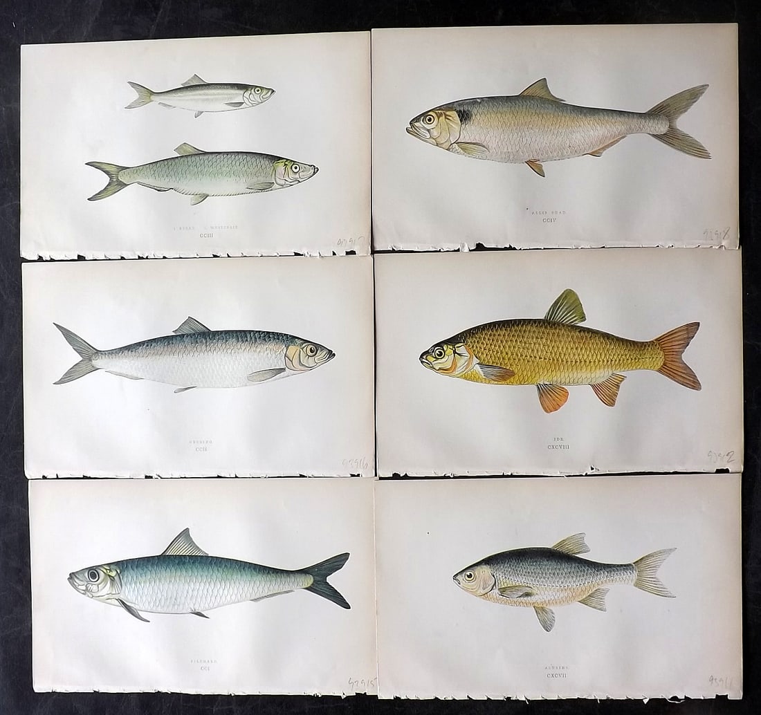 Couch, Jonathan 1860's Lot of 6 Antique Fish Prints: Colour Printed Woodblock Published 1862-65, London for "A History of the Fishes of the British Islands" First Edition by Jonathan Couch. Paper Size: 9.5 x 6 inch (24 x 15cm) Good Condition