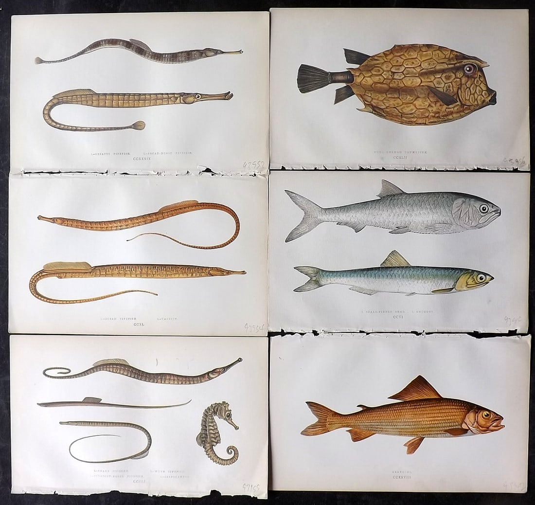 Couch, Jonathan 1860's Lot of 6 Antique Fish Prints: Colour Printed Woodblock Published 1862-65, London for "A History of the Fishes of the British Islands" First Edition by Jonathan Couch. Paper Size: 9.5 x 6 inch (24 x 15cm) Good Condition