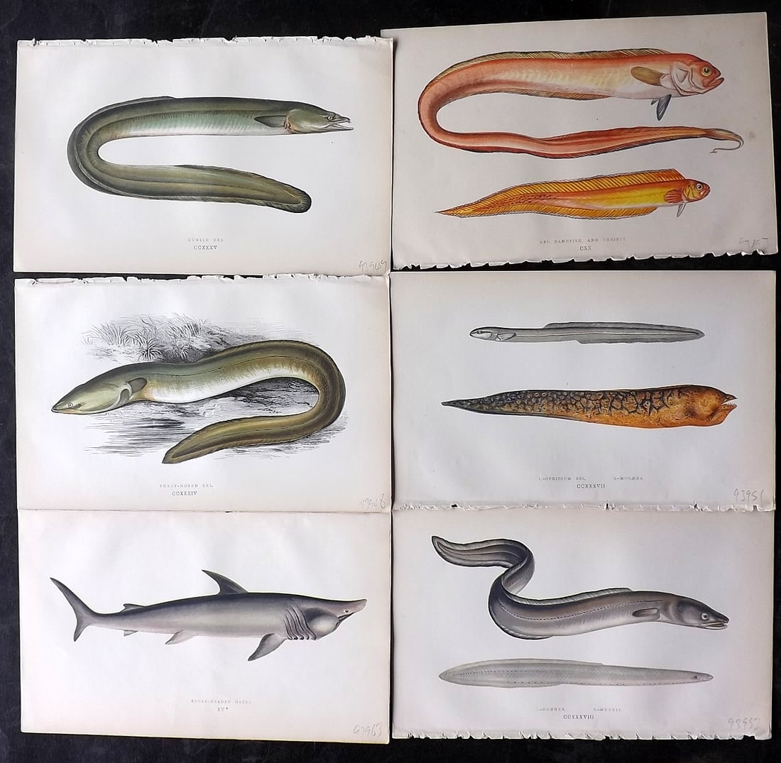 Couch, Jonathan 1860's Lot of 6 Antique Fish Prints: Colour Printed Woodblock Published 1862-65, London for "A History of the Fishes of the British Islands" First Edition by Jonathan Couch. Paper Size: 9.5 x 6 inch (24 x 15cm) Good Condition