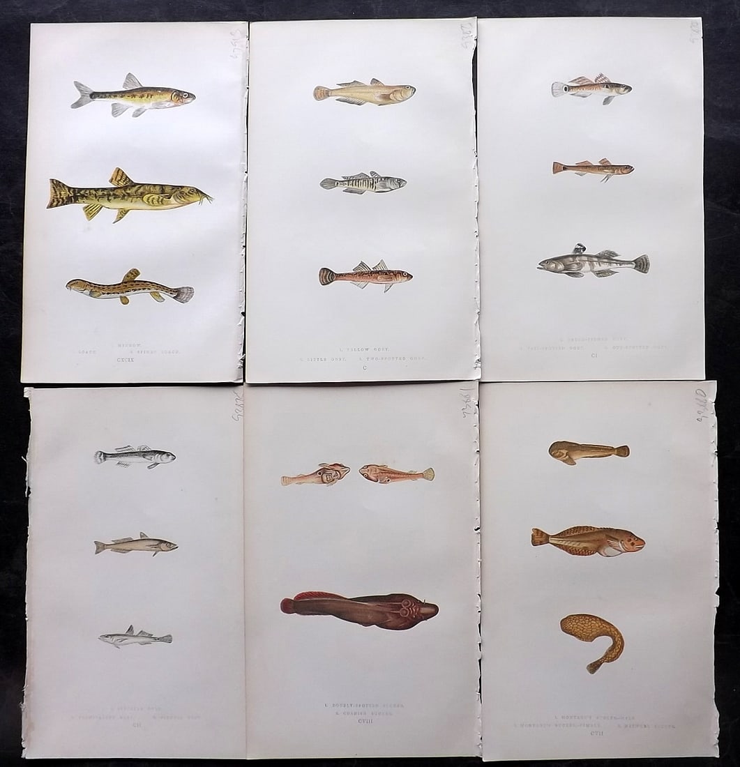 Couch, Jonathan 1860's Lot of 6 Antique Fish Prints: Colour Printed Woodblock Published 1862-65, London for "A History of the Fishes of the British Islands" First Edition by Jonathan Couch. Paper Size: 9.5 x 6 inch (24 x 15cm) Good Condition