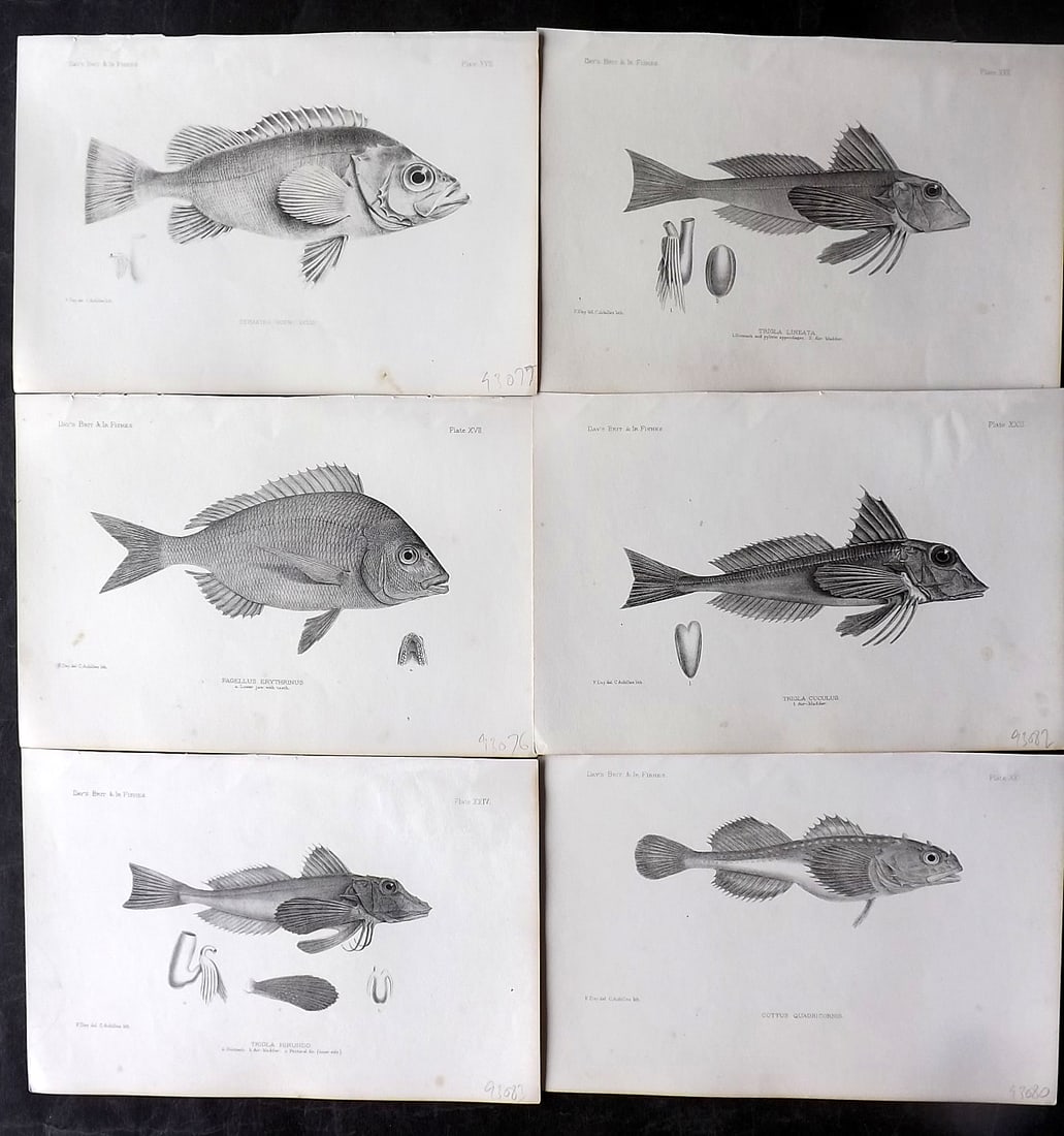 Day, Francis 1884 Lot of 6 Antique Fish Prints: Lithographs Published 1880-84, London for "The Fishes of Great Britain and Ireland" by Francis Day. Paper Size: 10 x 7 inch (26 x 18cm) Ink library stamp to the reverse (Not affecting front side) Mino