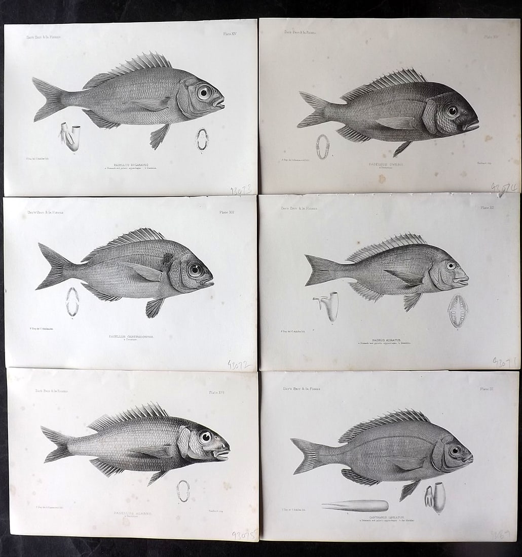 Day, Francis 1884 Lot of 6 Antique Fish Prints: Lithographs Published 1880-84, London for "The Fishes of Great Britain and Ireland" by Francis Day. Paper Size: 10 x 7 inch (26 x 18cm) Ink library stamp to the reverse (Not affecting front side) Mino