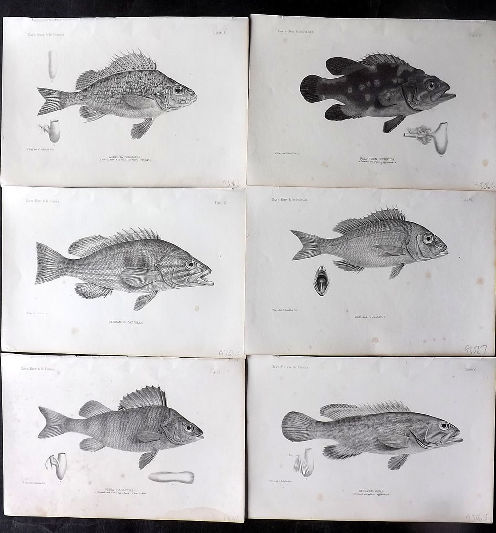 Day, Francis 1884 Lot of 6 Antique Fish Prints: Lithographs Published 1880-84, London for "The Fishes of Great Britain and Ireland" by Francis Day. Paper Size: 10 x 7 inch (26 x 18cm) Ink library stamp to the reverse (Not affecting front side) Mino