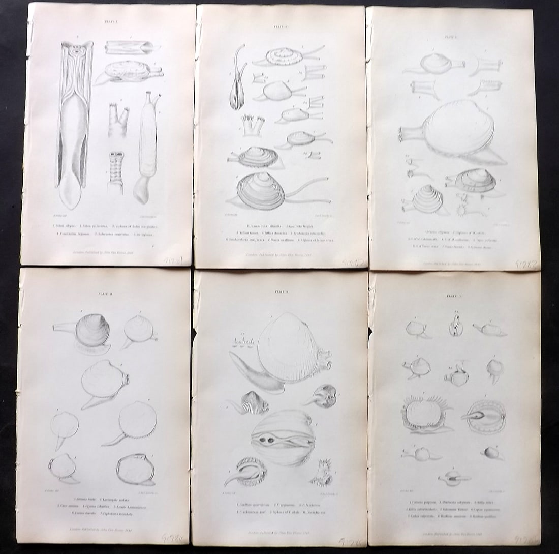 Forbes, Edward 1853 Lot of 6 Antique Shell Prints (1 of 2)