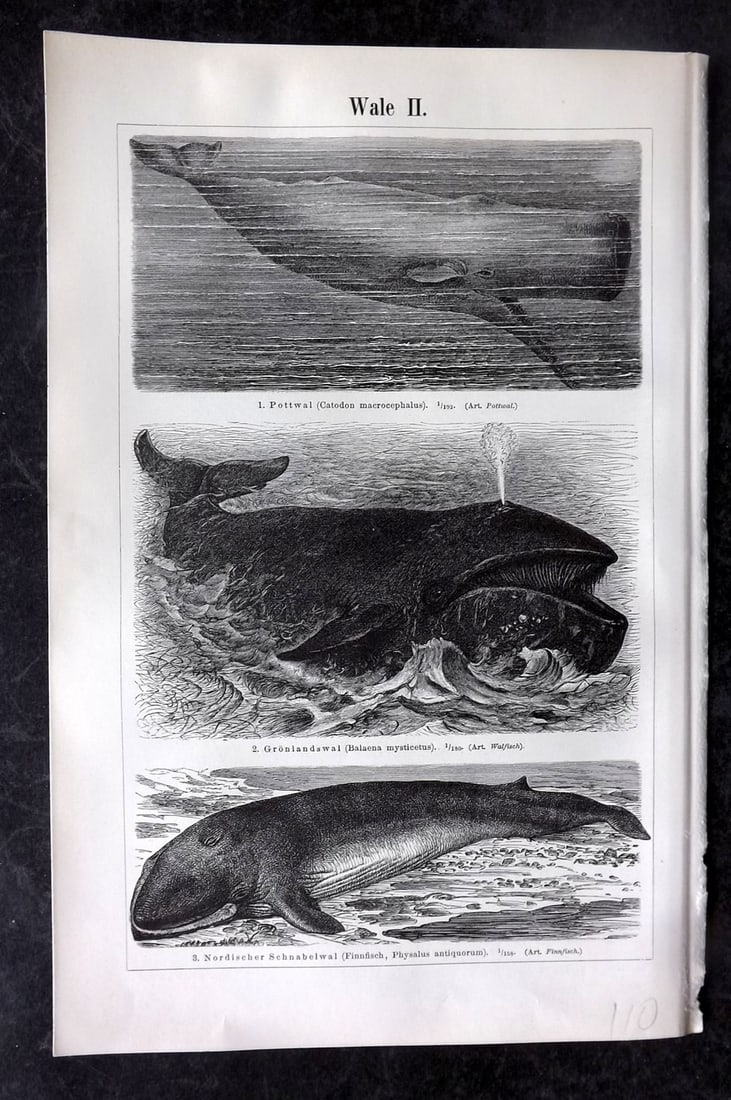 Meyer, Joseph 1898 Print. Whales, Dolphin & Narwhal: Lithograph (Printed Both sides) Published 1893-98, Leipzig and Vienna for "Meyers Konversations-Lexikon" by Joseph Meyer et al. Paper Size: 9.5 x 6 inch (24 x 16cm) Good Condition