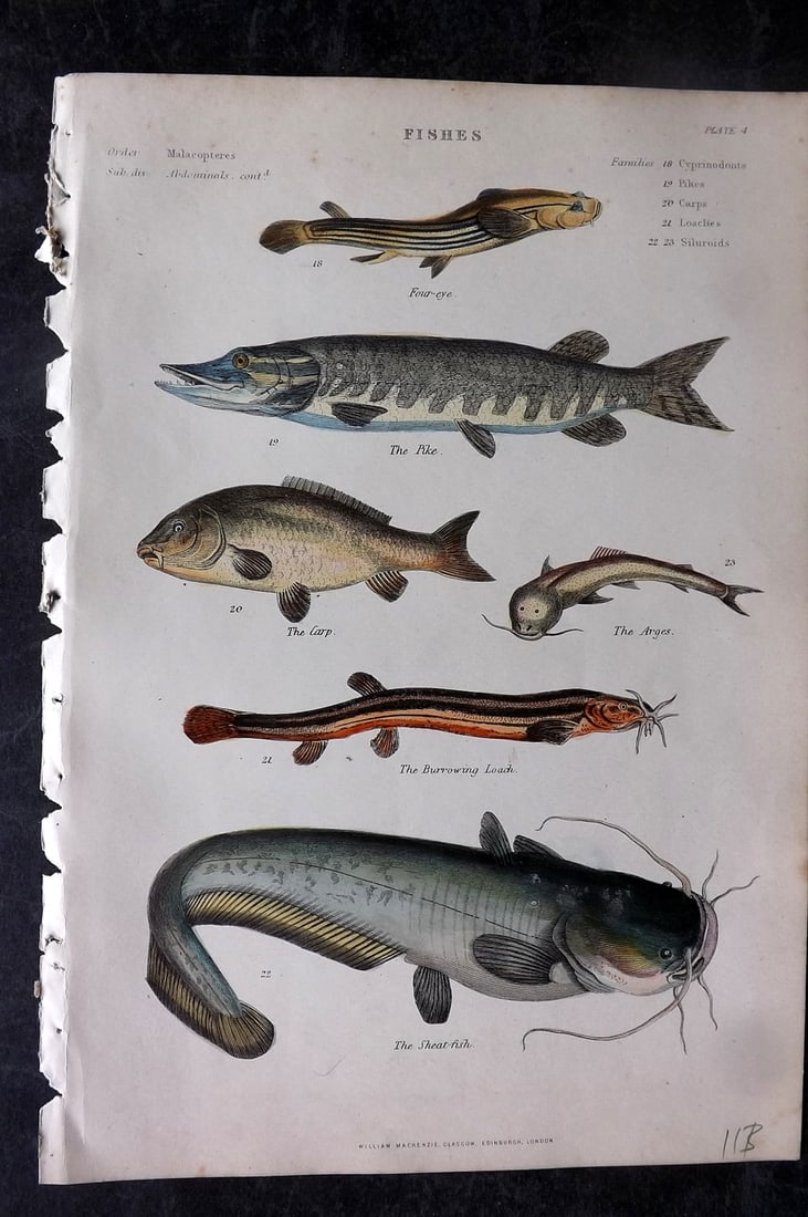 Richardson, John 1862 Hand Col Fish Print. Pike, Carp, Shear-Fish etc: Hand Colored Steel Engraving/Etching Published 1859-62 by William Mackenzie, Edinburgh & London for "The Museum of Natural History" by John Richardson. Paper Size: 10.5 x 7 inch (27 x 18cm) Good Condi