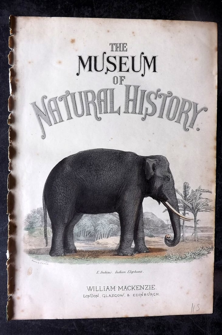 Richardson, John 1862 Hand Col Print. Elephant. Illus. Title Page: Hand Colored Steel Engraving/Etching Published 1859-62 by William Mackenzie, Edinburgh & London for "The Museum of Natural History" by John Richardson. Paper Size: 10.5 x 7 inch (27 x 18cm) Minor tone