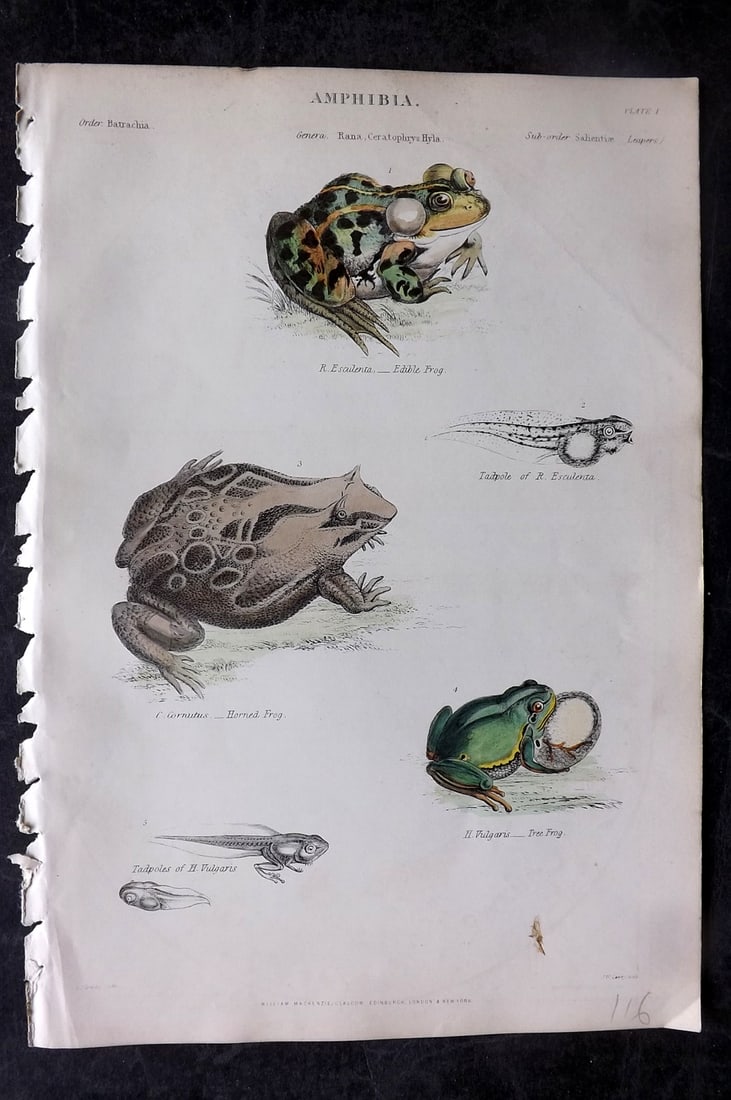 Richardson, John 1862 Hand Col Print. Frogs: Hand Colored Steel Engraving/Etching Published 1859-62 by William Mackenzie, Edinburgh & London for "The Museum of Natural History" by John Richardson. Paper Size: 10.5 x 7 inch (27 x 18cm) Very minor