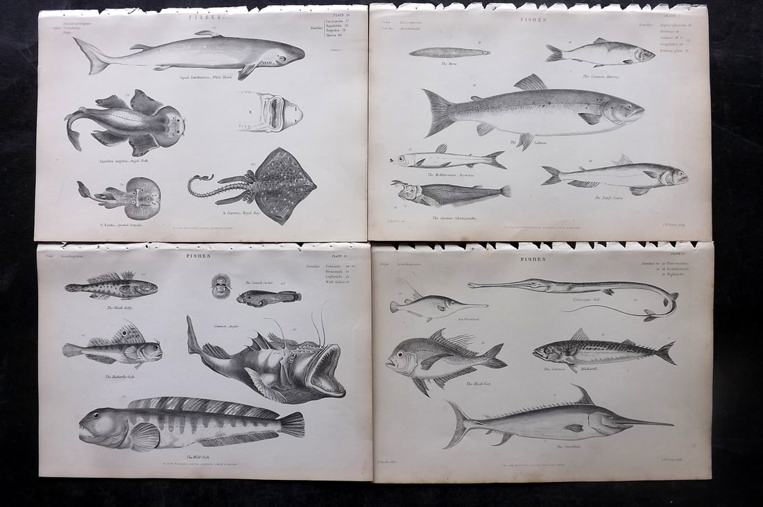 Richardson, John 1862 Lot of 4 Antique Fish Prints: Steel Engraving/Etching Published 1859-62 by William Mackenzie, Edinburgh & London for "The Museum of Natural History" by John Richardson. Paper Size: 10.5 x 7 inch (27 x 18cm) Good Condition